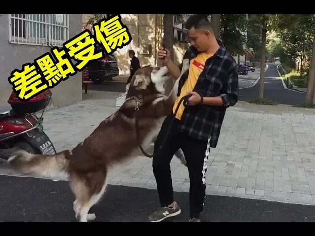 9個月阿拉斯加犬撲人誤傷人,主人準備棄養 訓犬師見到狗時也差點受傷